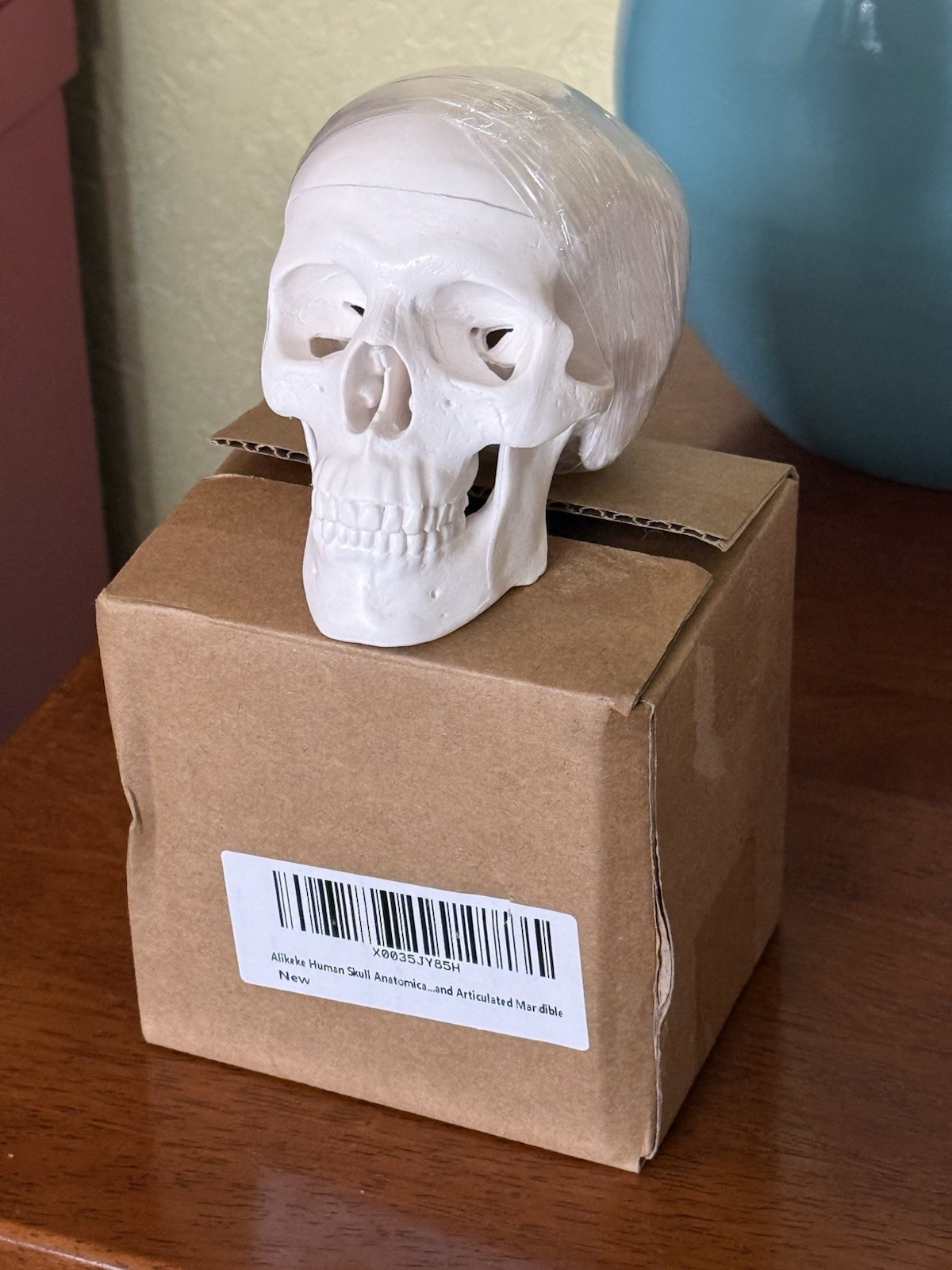 Mini Skull Model Human Medical Anatomical Head Bone Small Size