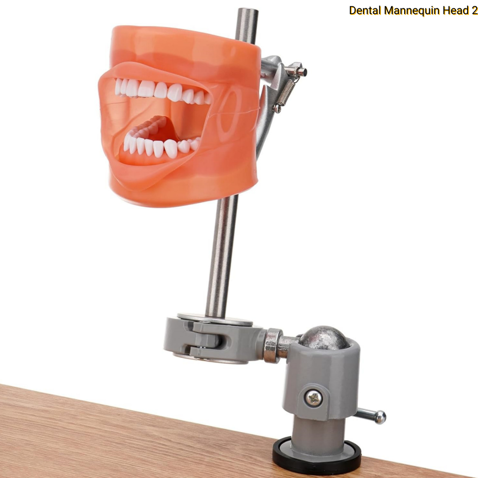 Dental Simulator Mannequin Head Teeth Model Typodont Model &Teeth Mount Pole New
