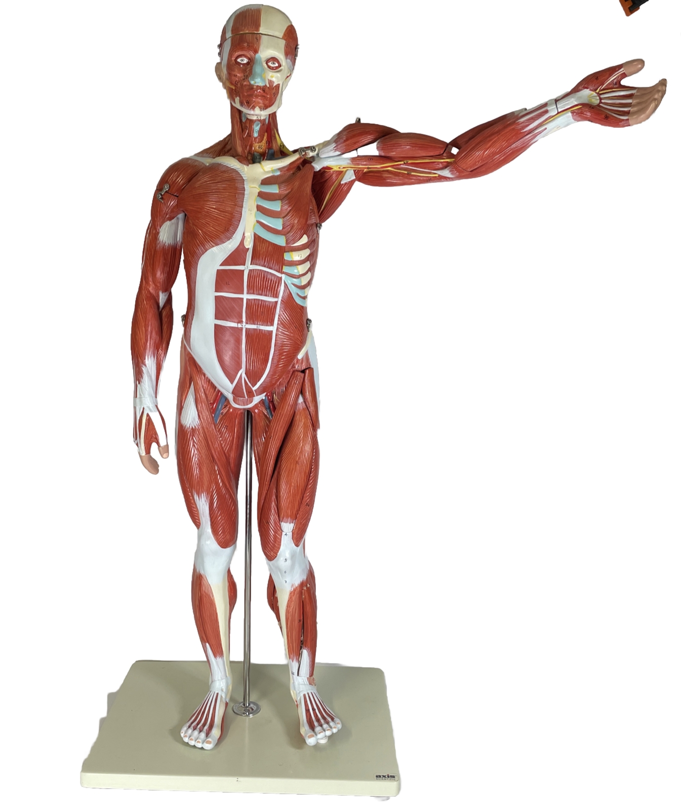 Axis Scientific Human Muscle and Organ Model – 27 Removeable Parts A-105165