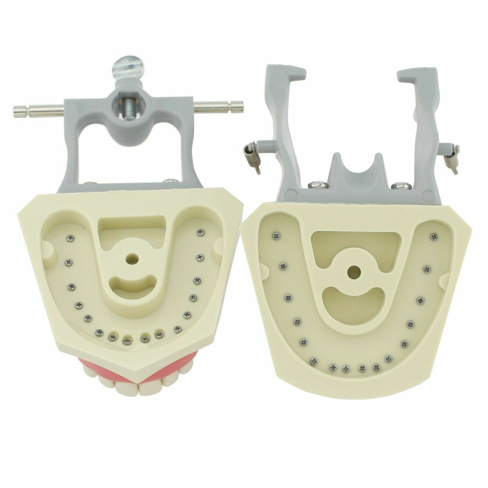 Columbia Dentoform Dental Typodont Model 32pcs Removable Teeth Soft Gingiva