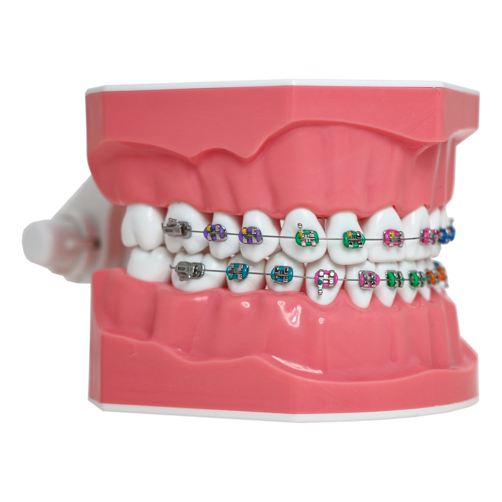 US Dental Typodont 1:1 Teeth Model with/without Orthodontic Brackets Brushing