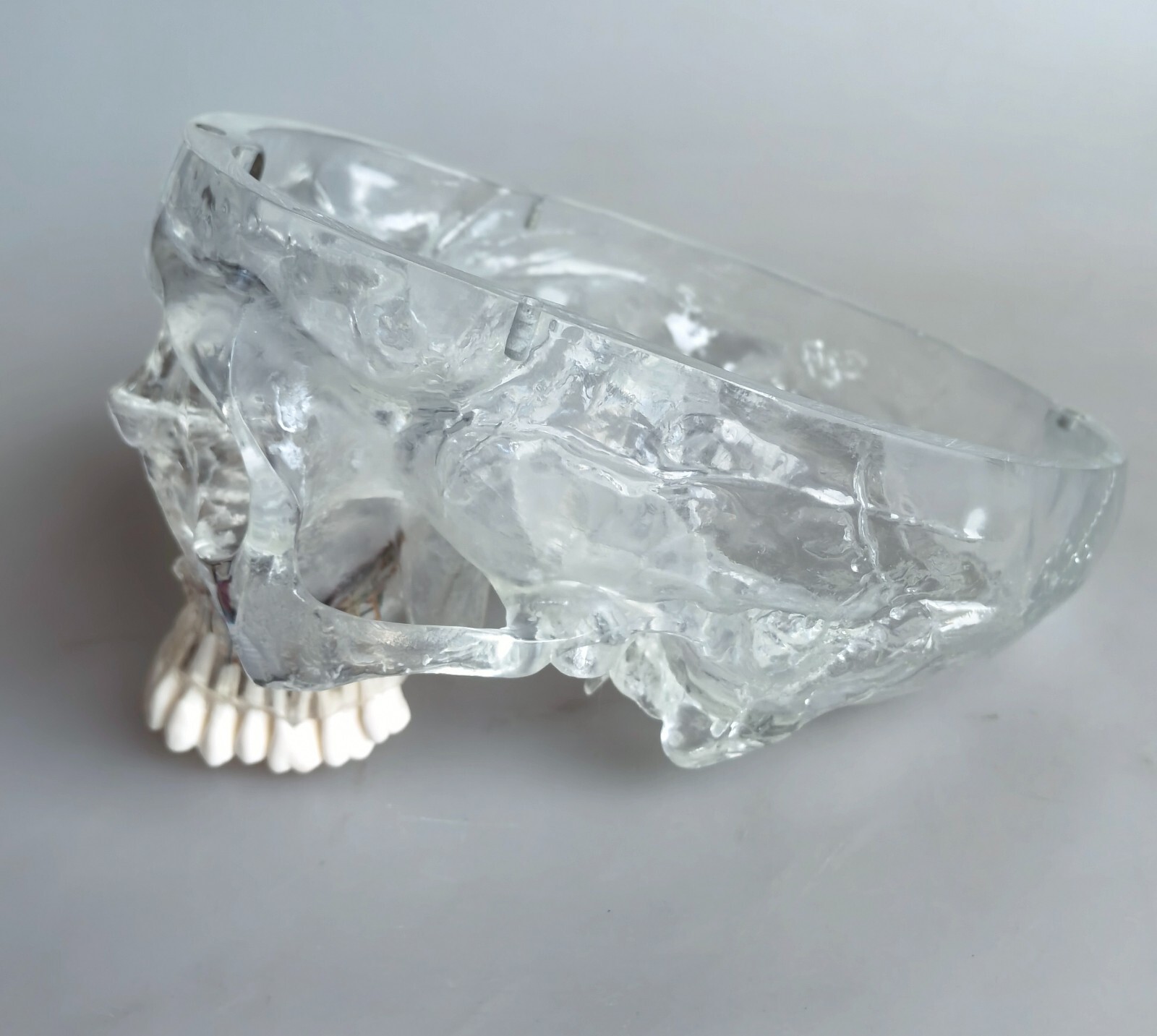 1:1 Human Upper Jaw Bone With Nerve Vessels Medical Anatomical Model