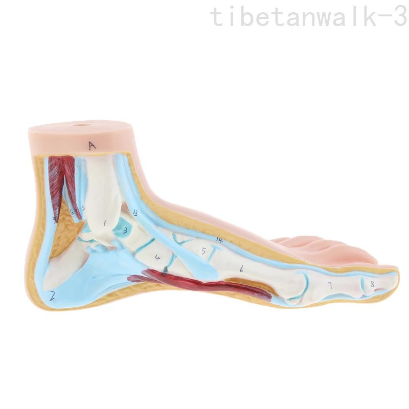 3Pcs/Set 1:1 Life Size Human Foot Anatomy Models (Normal/Flat/Arched)