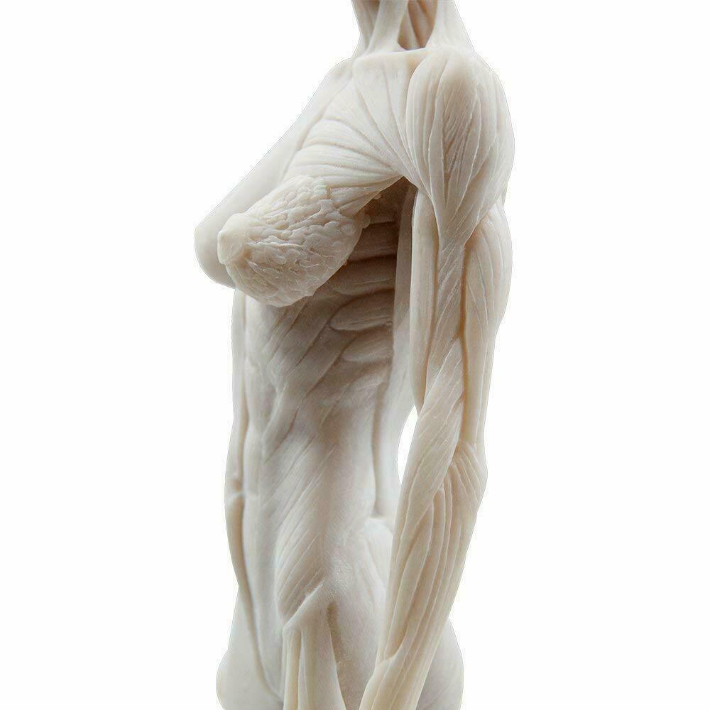 30cm Human Anatomical Model Art Anatomical Figure Male+Female White US STOCK