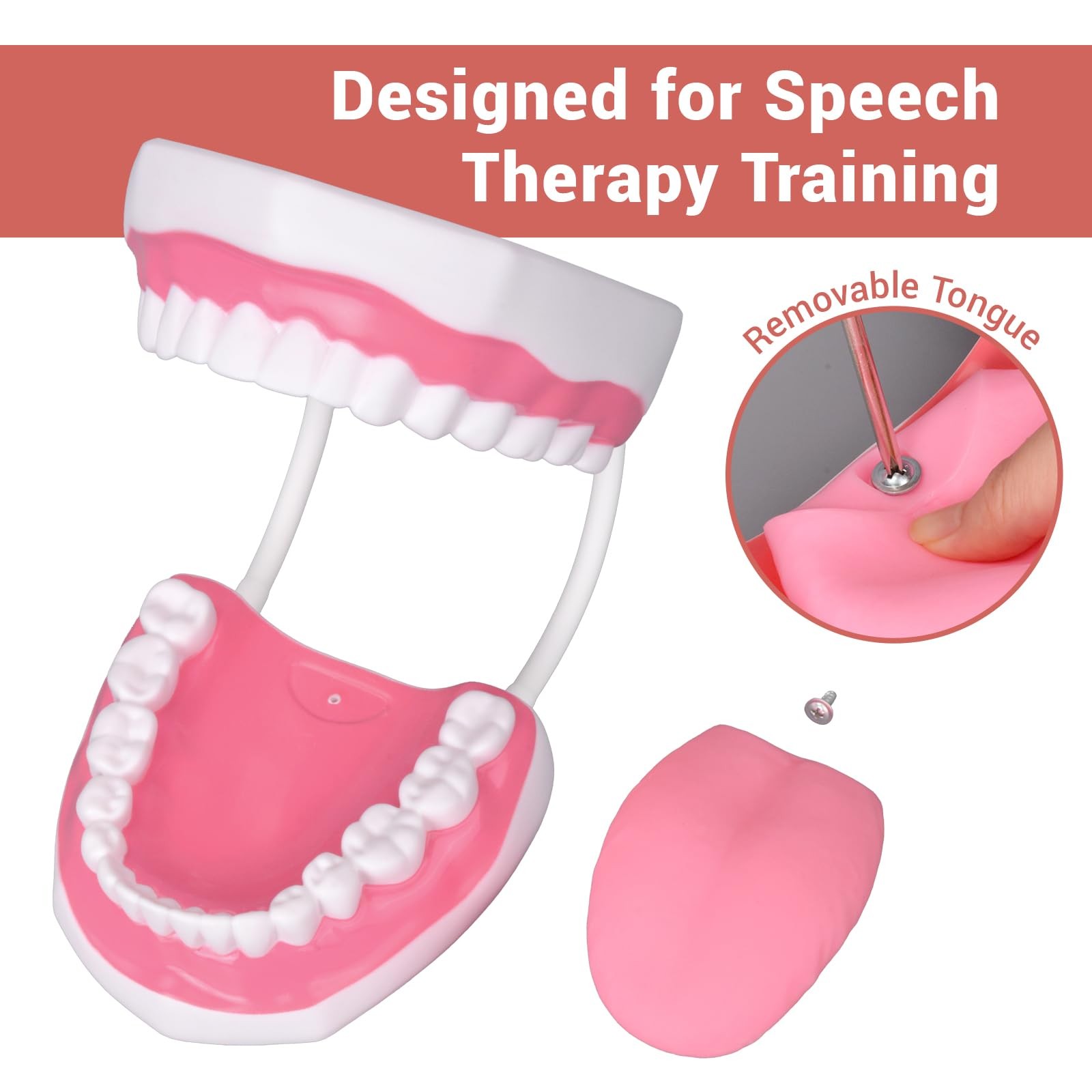 Mouth Model White Hinge for Speech Therapy, Ideal Brushing Teaching Dental Te…