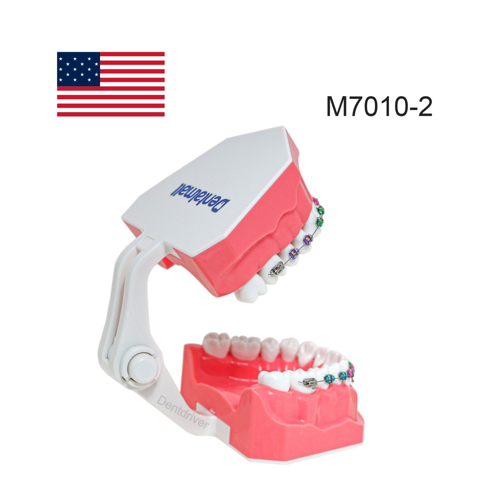 US Orthodontic Typodont 1:1 Teeth Model M7010-2 Fixed Brackets Braces Teaching