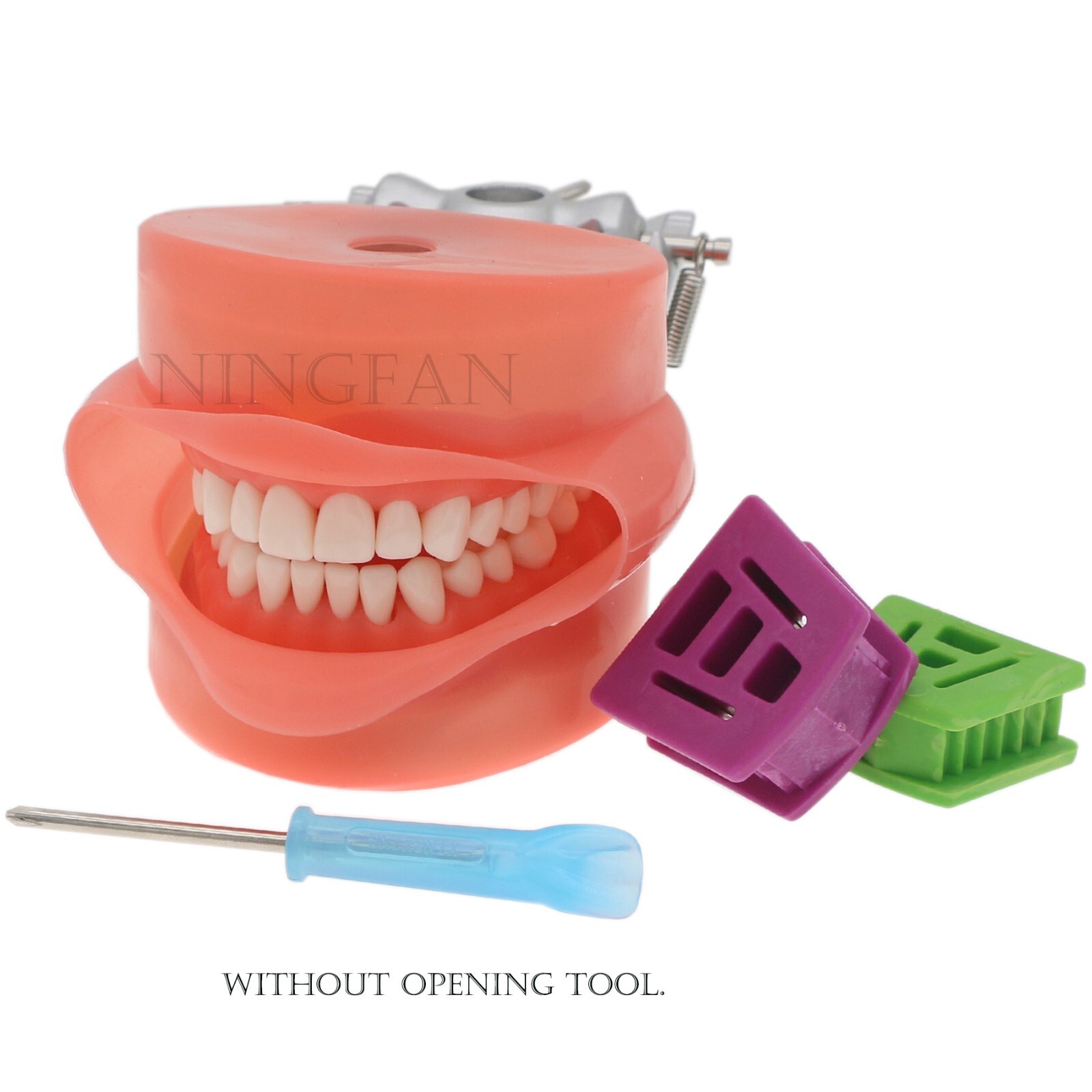 US Dental Typodont Study Detachable Model With Simulated Cheek And Mounting Pole