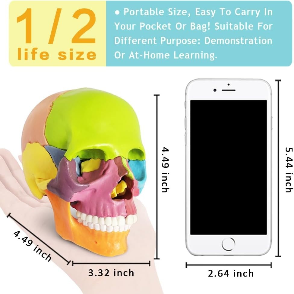 Colorful 15-Piece Human Skull Model for Educational & Medical Use