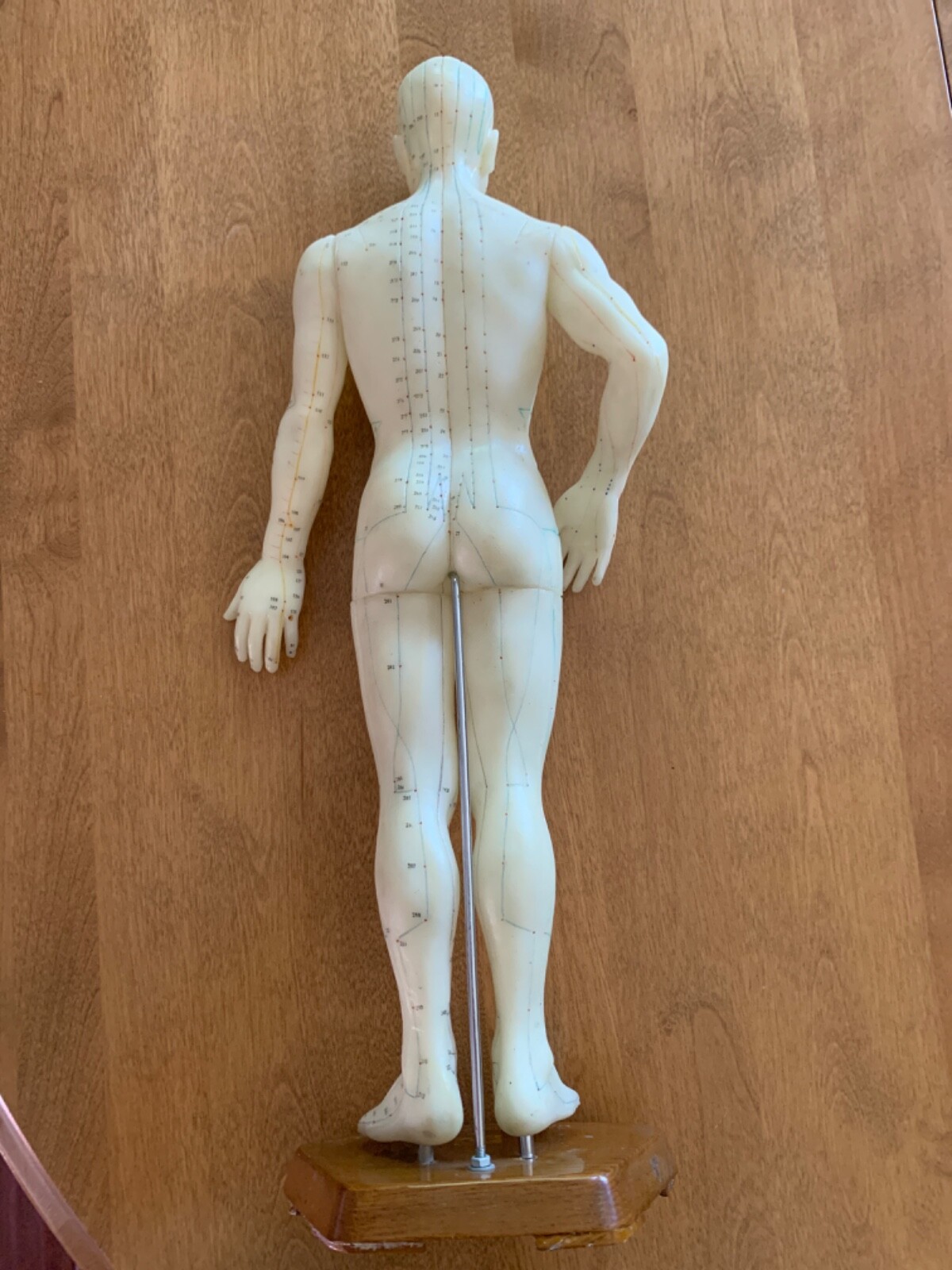 Male Acupuncture and Moxibustion Model 21” with Chinese Points