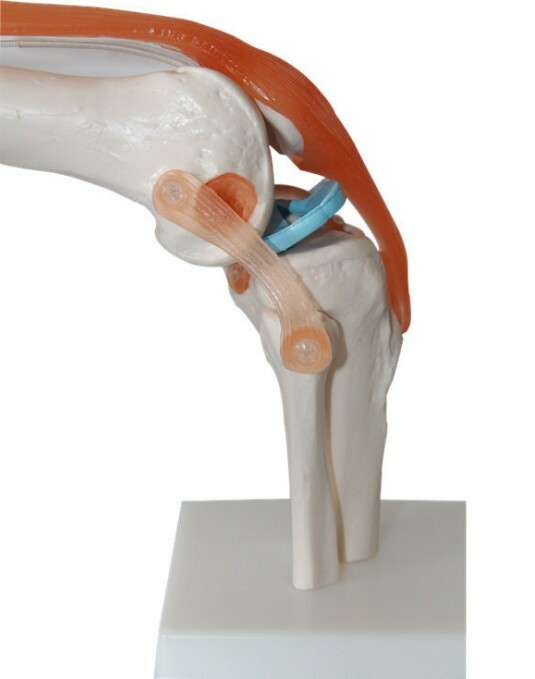 1:1 Size Human Knee Joint Simulation Model Medical Anatomy Education US STOCK