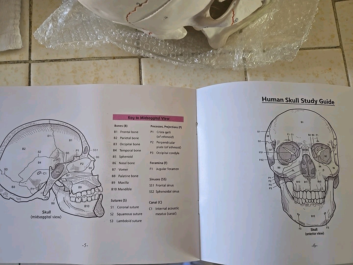 Human Skull with Sutures 3 Part Anatomical Model, Medical Curiosities New In Box