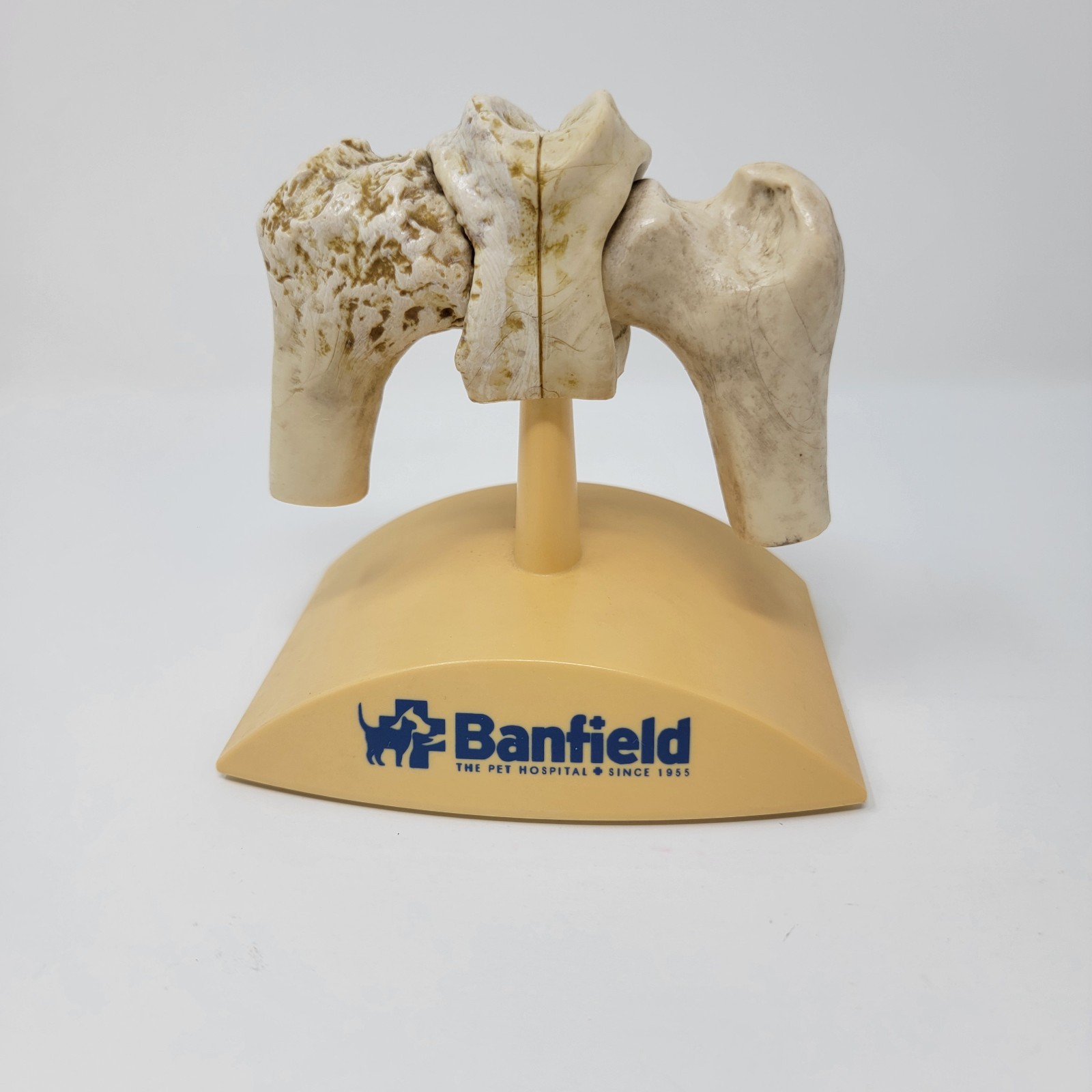 Banfield Veterinary Plastic Anatomical Model for Education – Canine Hips