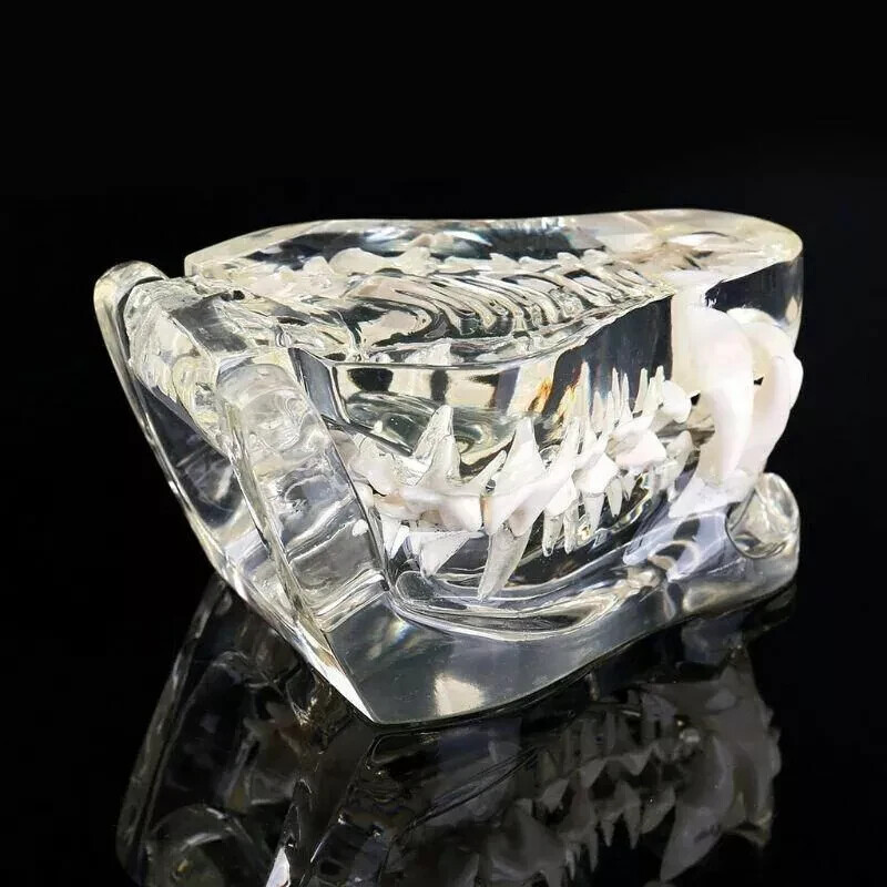 Dog Teeth Model Tooth Transparent Anatomical Veterinary Canine Teaching PVC