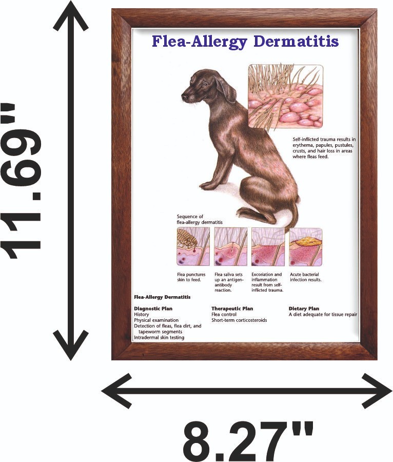 Flea-Allergy Dermatitis Chart 12×18 inches