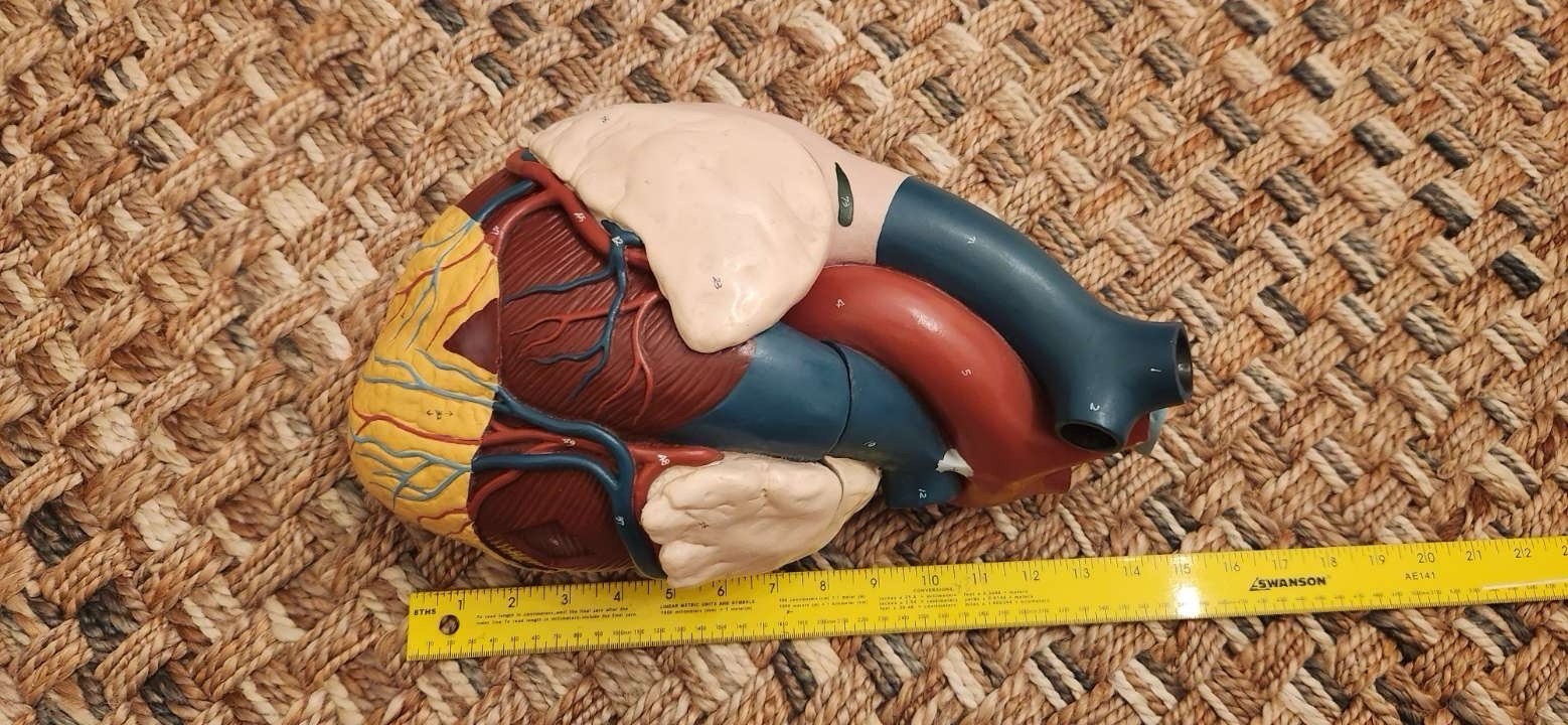 Heart Diaphragm Model Frey Scientific Anatomy Vintage 15×12 Hand Painted