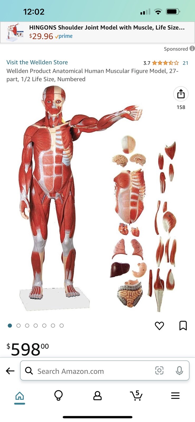 VEVOR Human Anatomical Muscular Model Muscle System 1/2 Life Size Anatomy Model