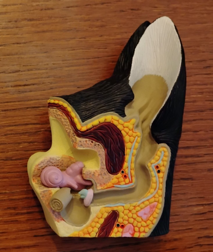 Canine Ear Model Dog Anatomy, very good gently used 4.25 «