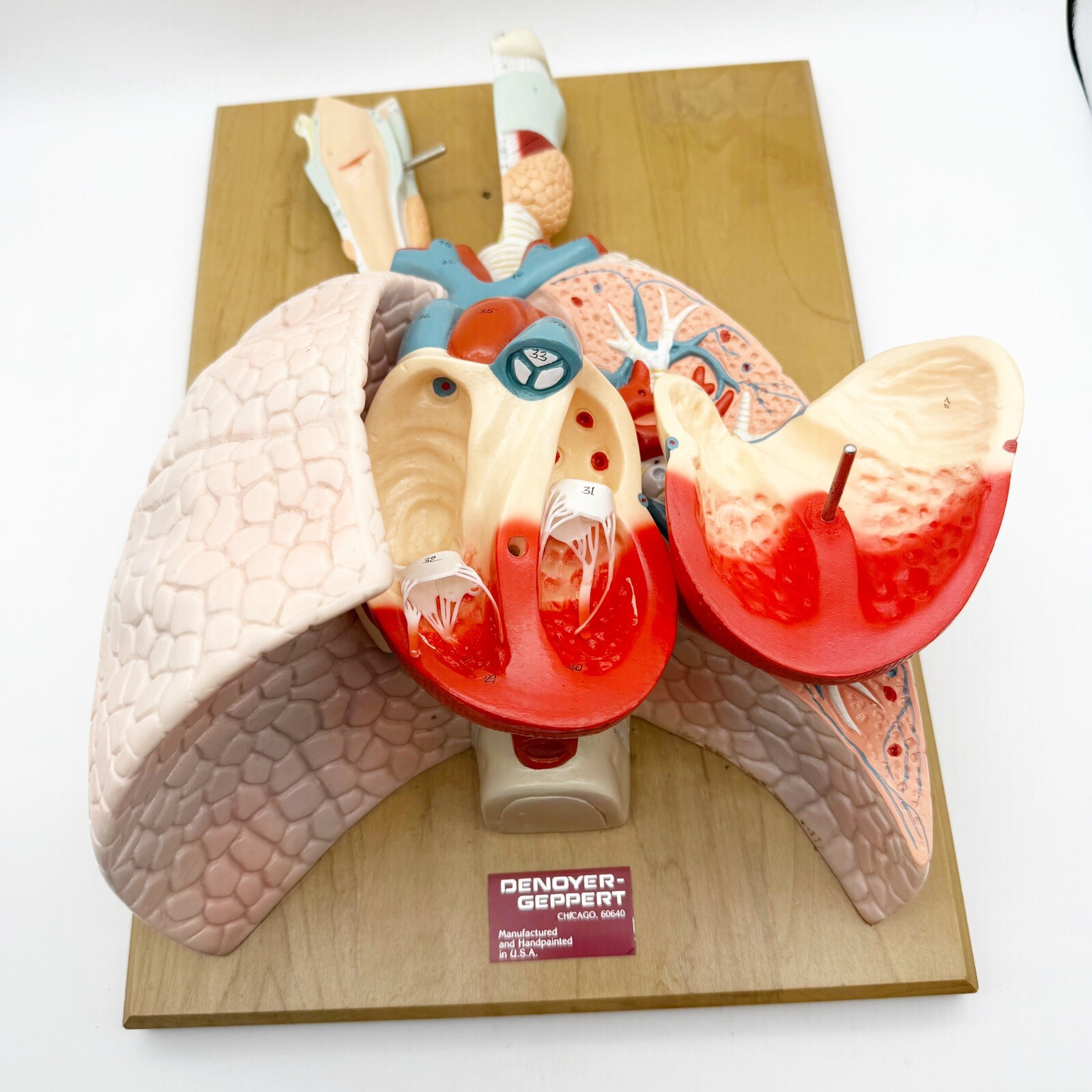 Denoyer Geppert Anatomical Model Anatomy 01792-00 CardioPulmonary Model