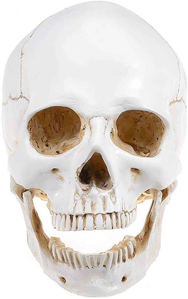 Realistic 1:1 Retro Human Skull Model Life Size Anatomical Skeleton Head M/L CE