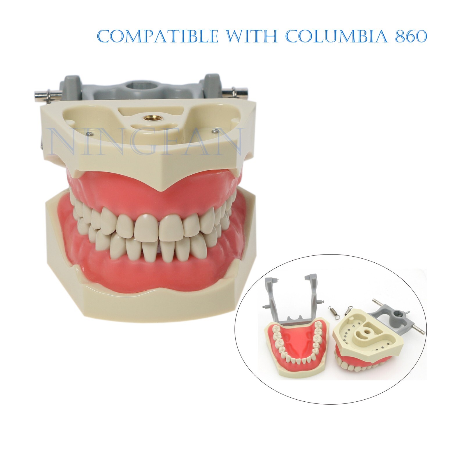 US Dental Typodont Model With Mounting Pole Fit Kilgore Nissin 200 Columbia Type