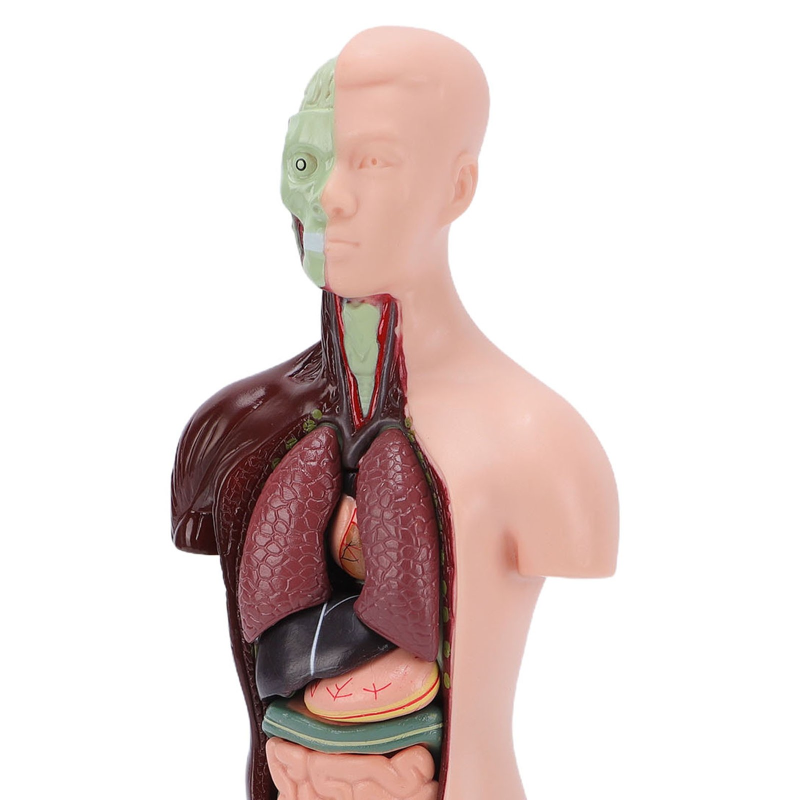 Interactive Human Body Model Organ Replica Education V1