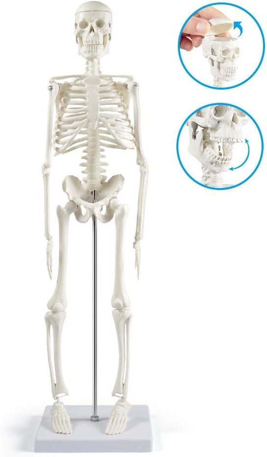 Human Skeleton Model for Anatomy: 17” Human Skeleton Model with Movable Arms …