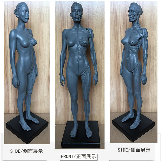 Human Anatomical Anatomy Skull Head Body Model Muscle Bone 30cm Height Female