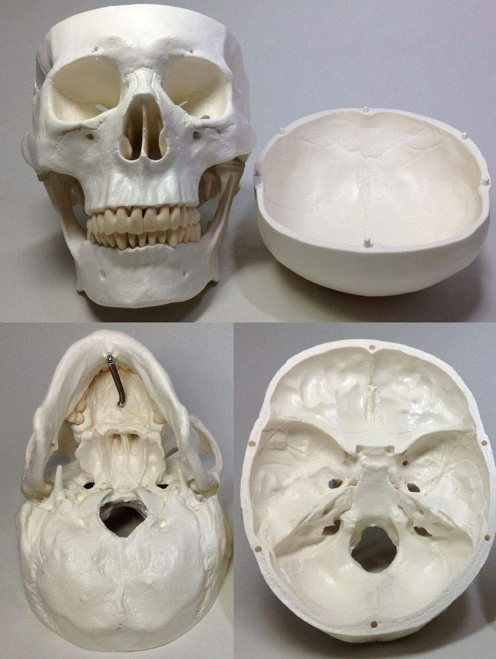Life-size, ultra-precise skull model with movable jaw joint. Ideal for dental, E