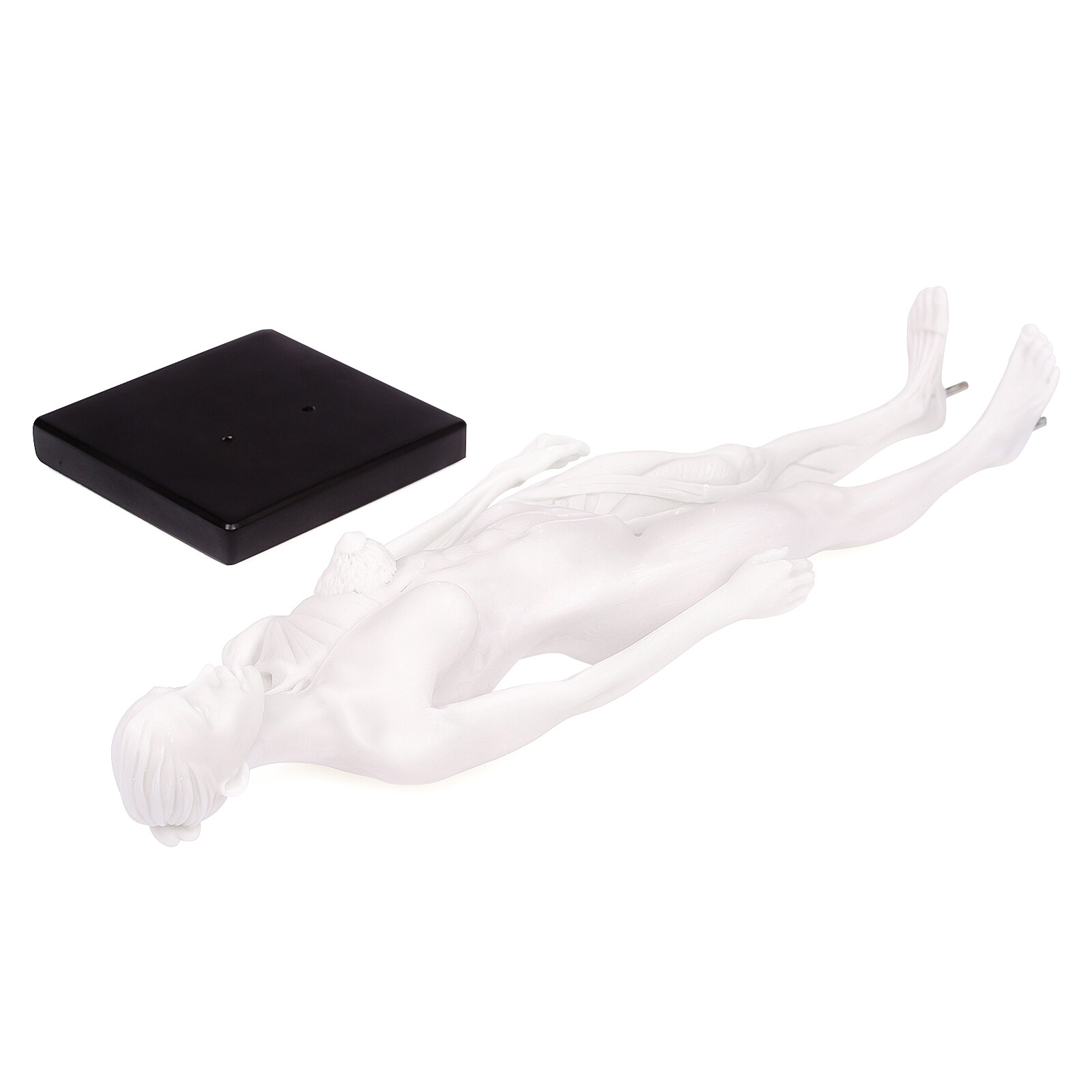 1:6 30cm Human Anatomy Skull Blood Sculpture Head Body Model Female White US