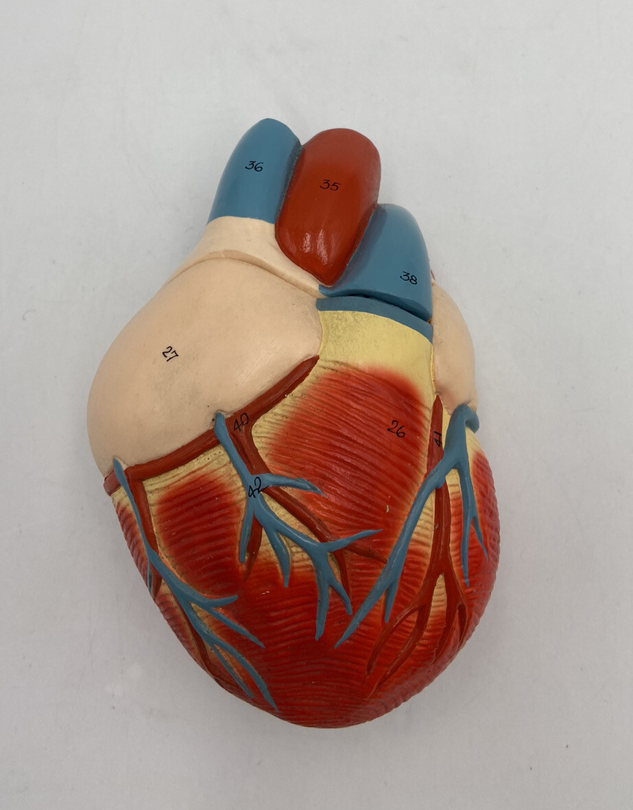 Denoyer Geppert Anatomical Model Nonbreakable Life-Size Heart 0131-00 w/o stand