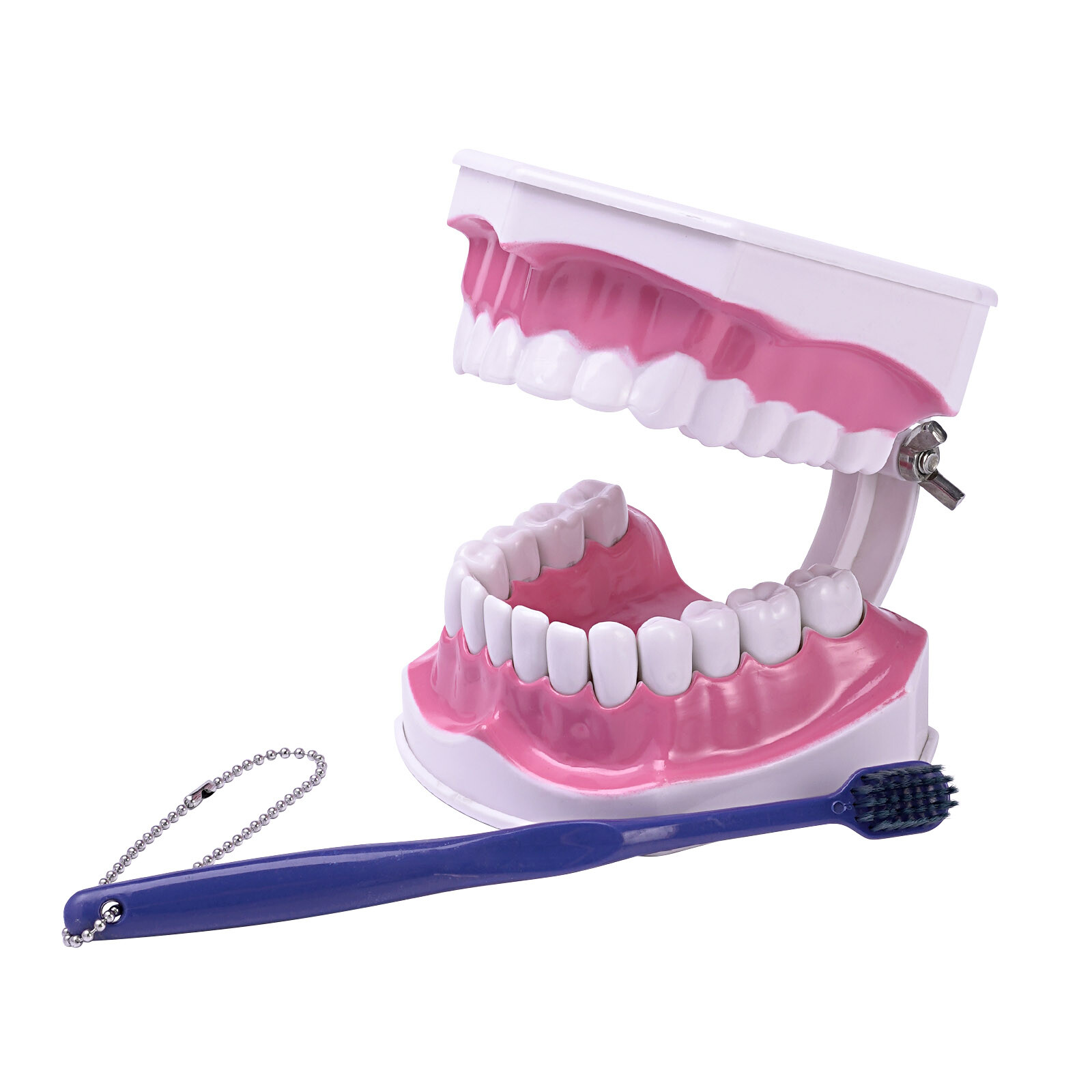 2Pcs Dental Study Model Colgate 2Times Large With Removable Adult Teeth Model