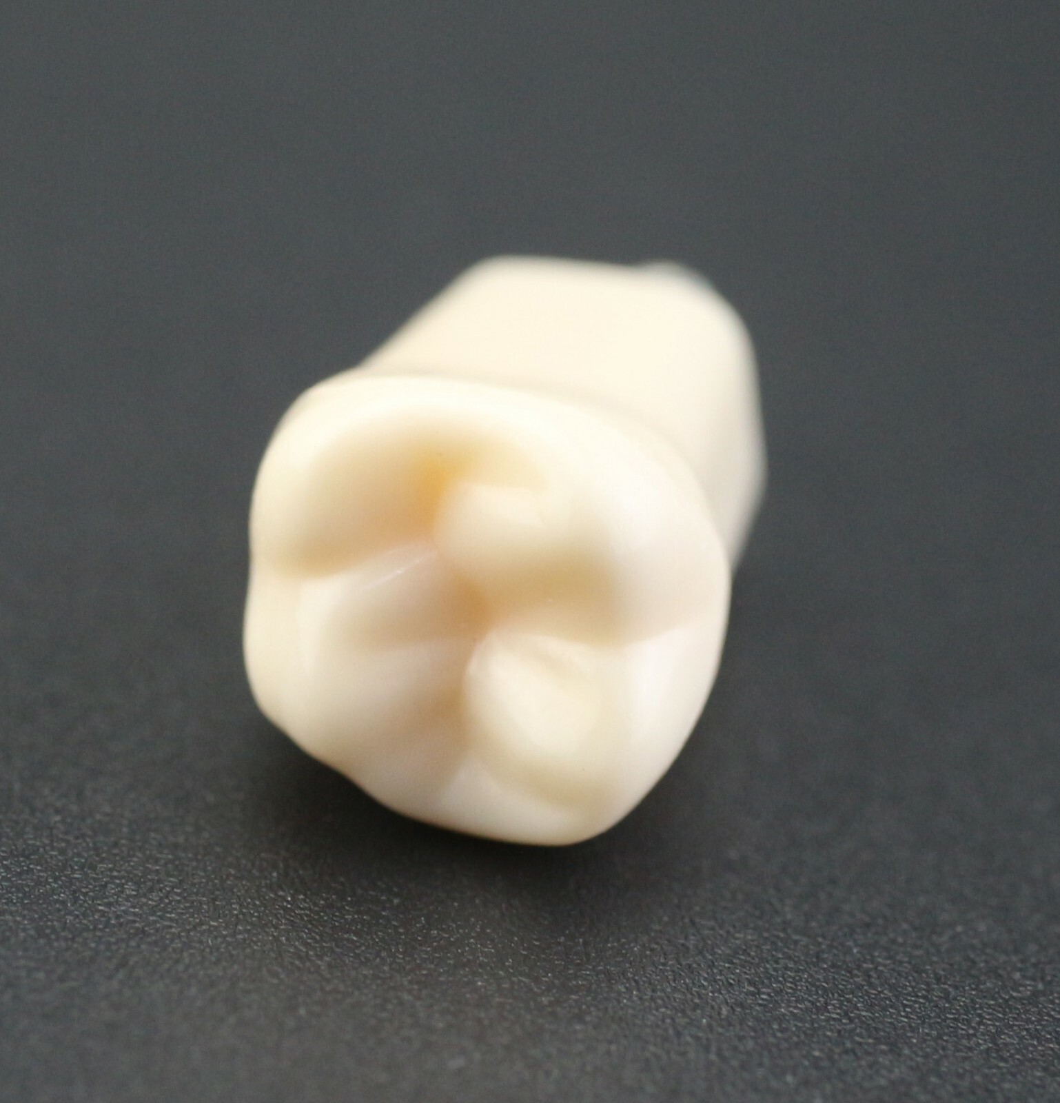 Dental Typodont Individual Replacement Teeth 10pcs/Lot Kilgore Nissin 200 Fit