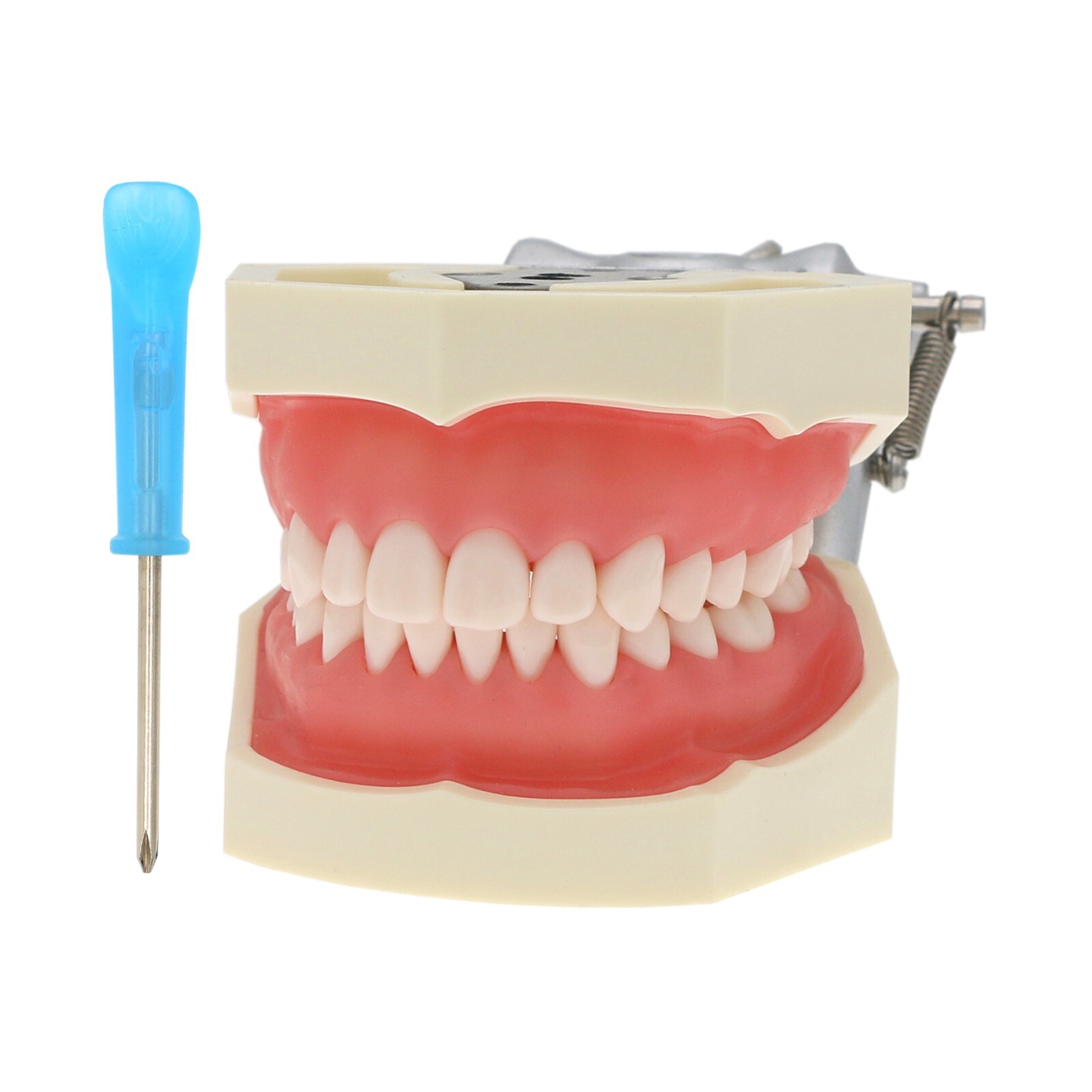 Dental Typodont & Implant Models – Educational, Pathology, Restoration Training