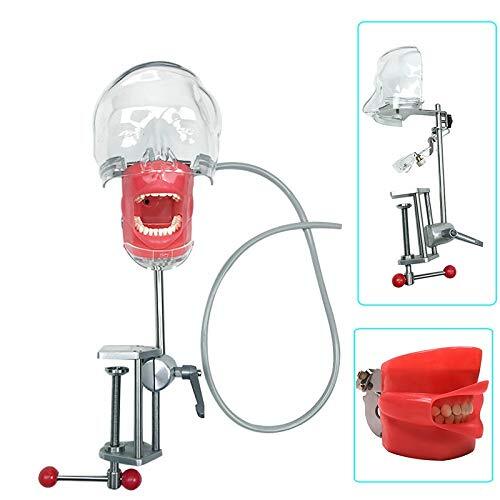 Dental Teaching Head Mold Oral Simulation Simple Fixing Clip Head Mold Student