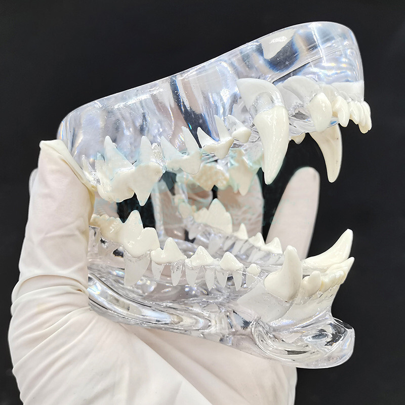 NEW Dog Pet Teeth Model Tooth Transparent Anatomical Veterinary Canine Teaching