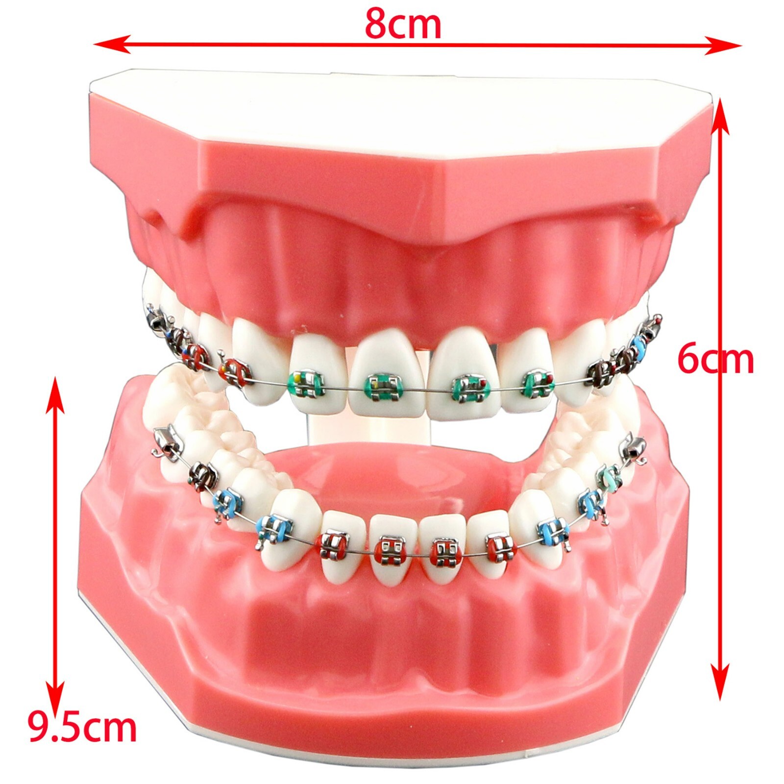 US Dental Typodont Orthodontic Teeth Model with Brackets For Brushing Practice