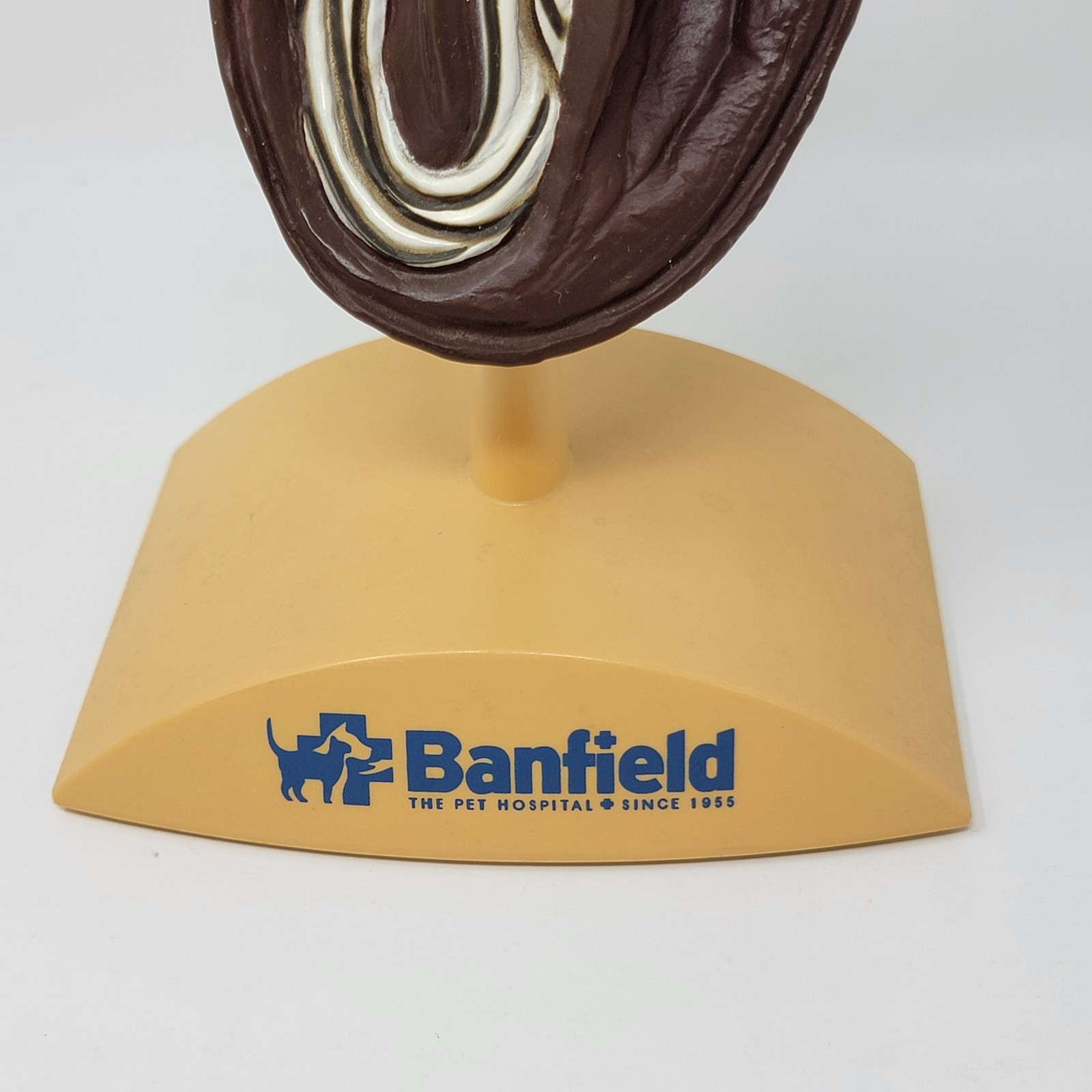 Banfield Veterinary Plastic Anatomical Model for Education – Canine Heart