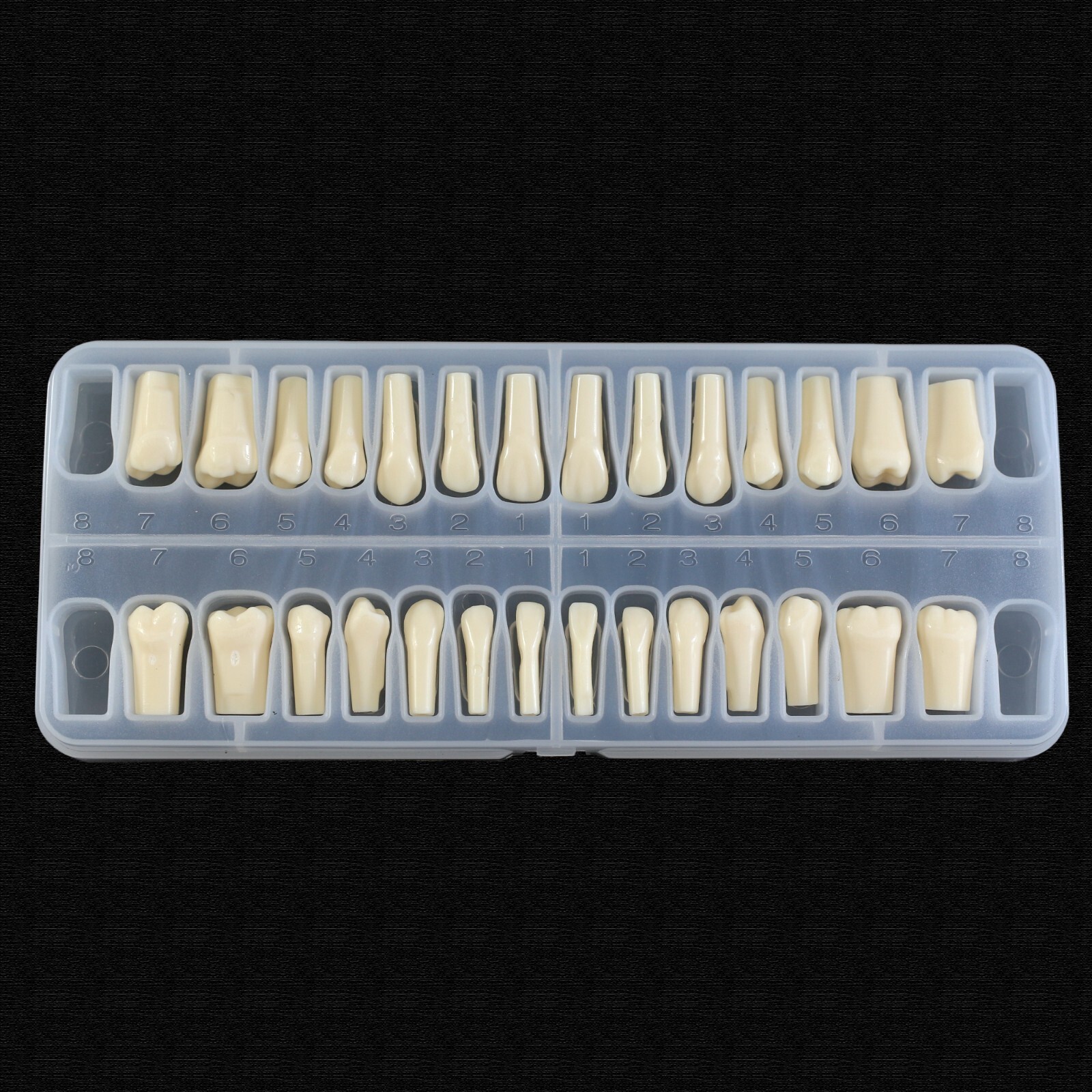 Dental Typodont Mounting Pole Model With 28pcs Removable Teeth Kilgore Nissin200