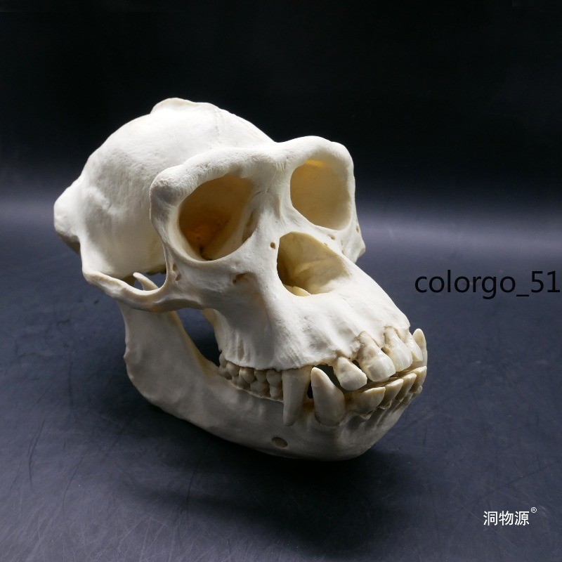 Chimpanzee Skull Teaching Model 1:1 Animals Figure Statue Collection 20CM Resin