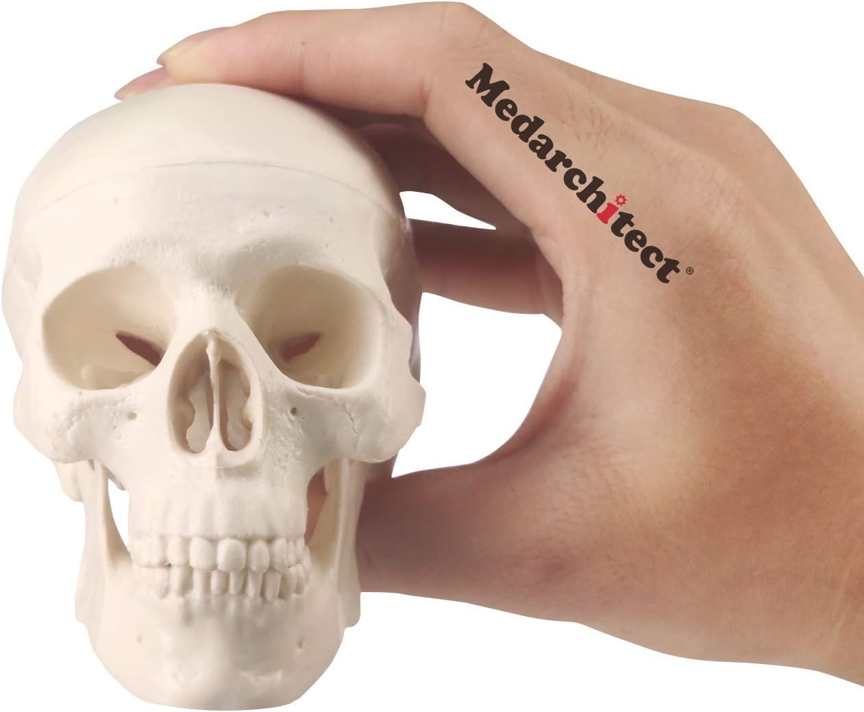 Mini Skull Model – Anatomical Human Skull with Moving Jaw for Art & Education