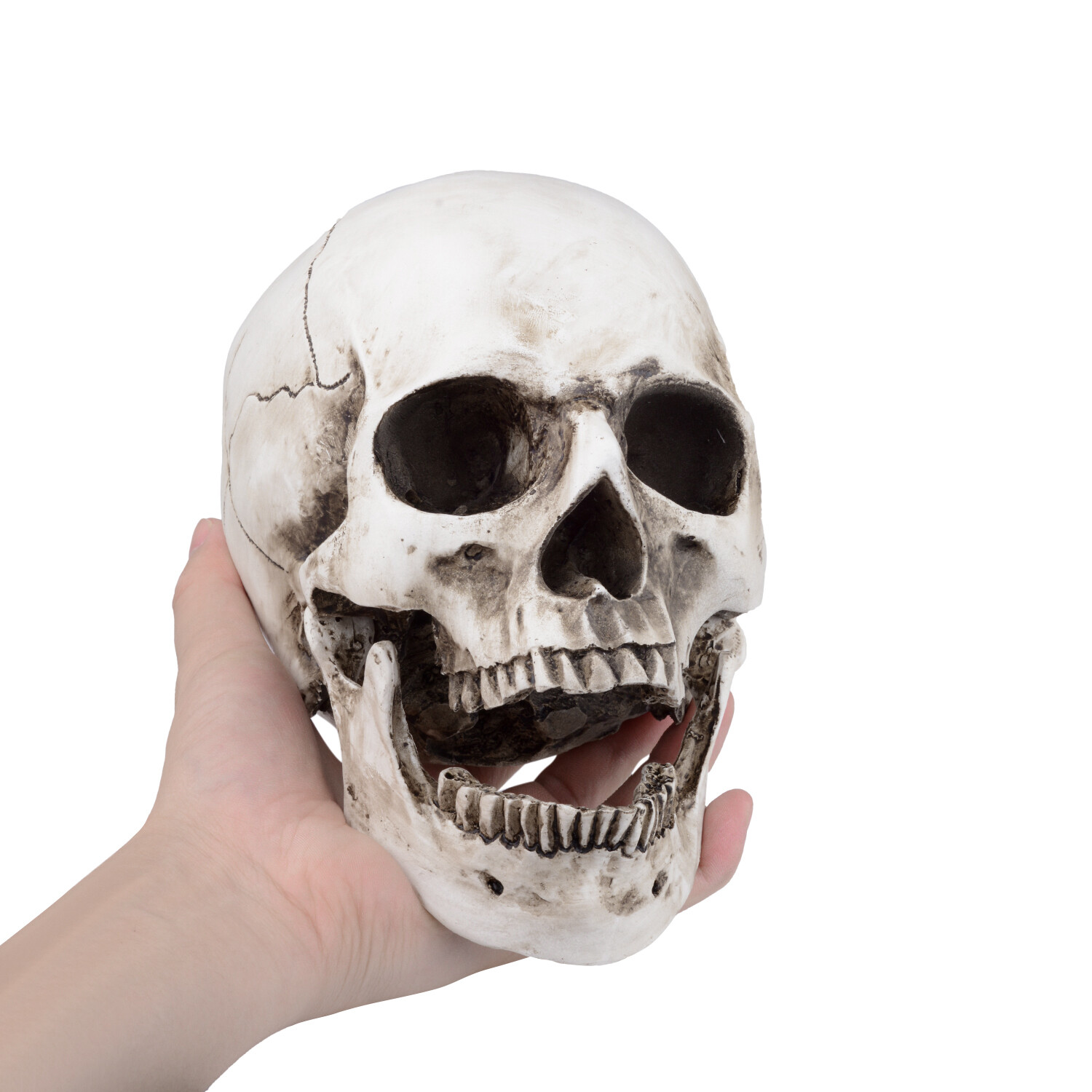 1:1 Retro HumanSkull Replica Resin Anatomical Model Removable Jaw/Chin Realistic