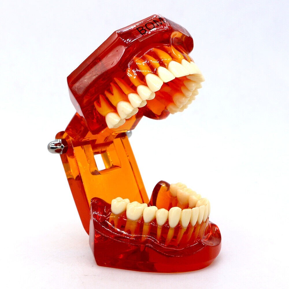 Dental Plastic Study Teeth Model Standard model red Transparent 7002 BOMAOER