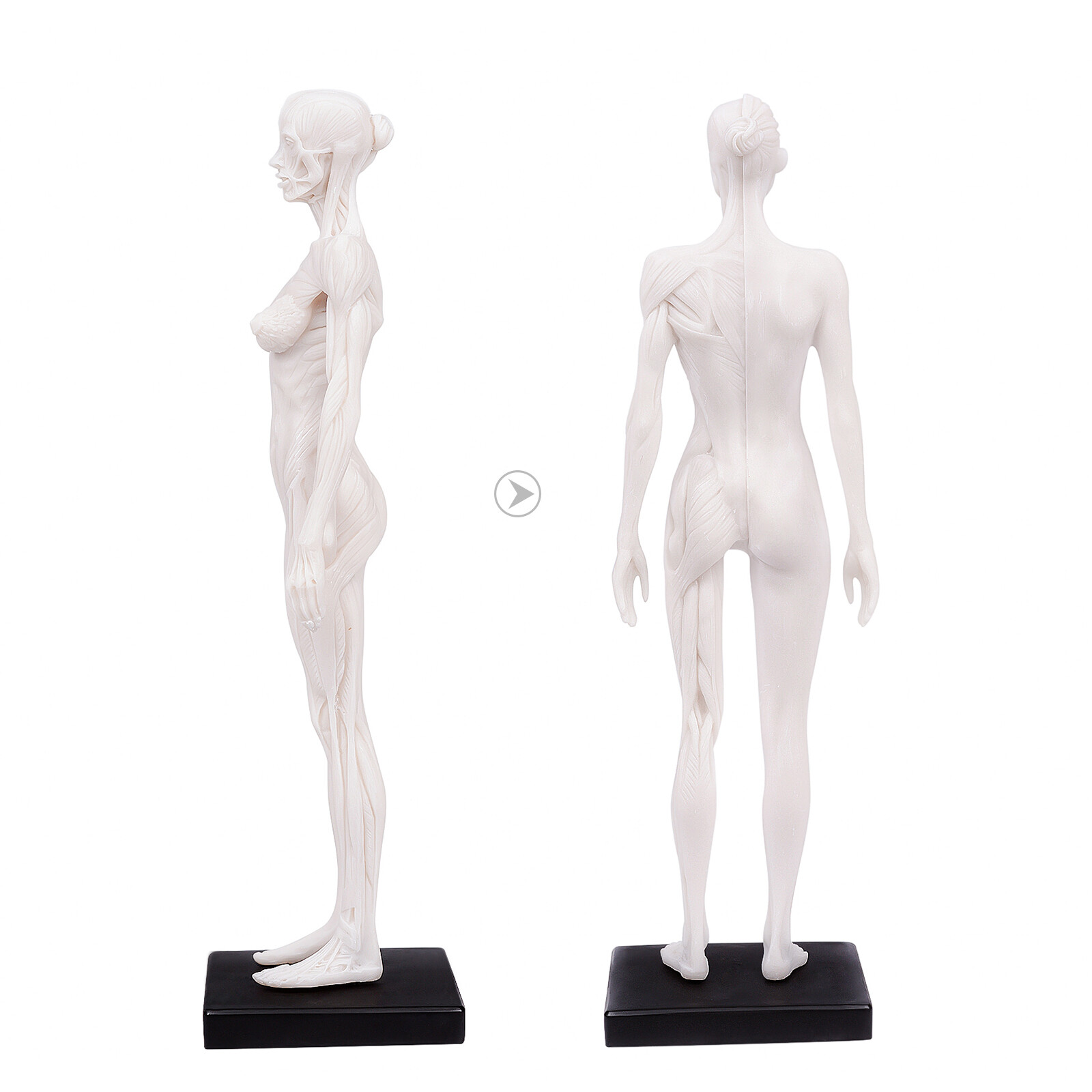 1:6 30cm Human Anatomy Skull Blood Sculpture Head Body Model Female White US