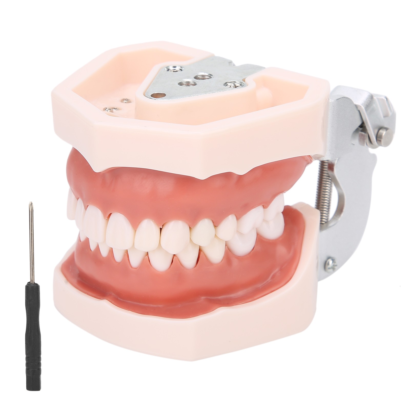 Detachable Teeth Model Simulation Dental Teeth Model For Teaching Practice With❀