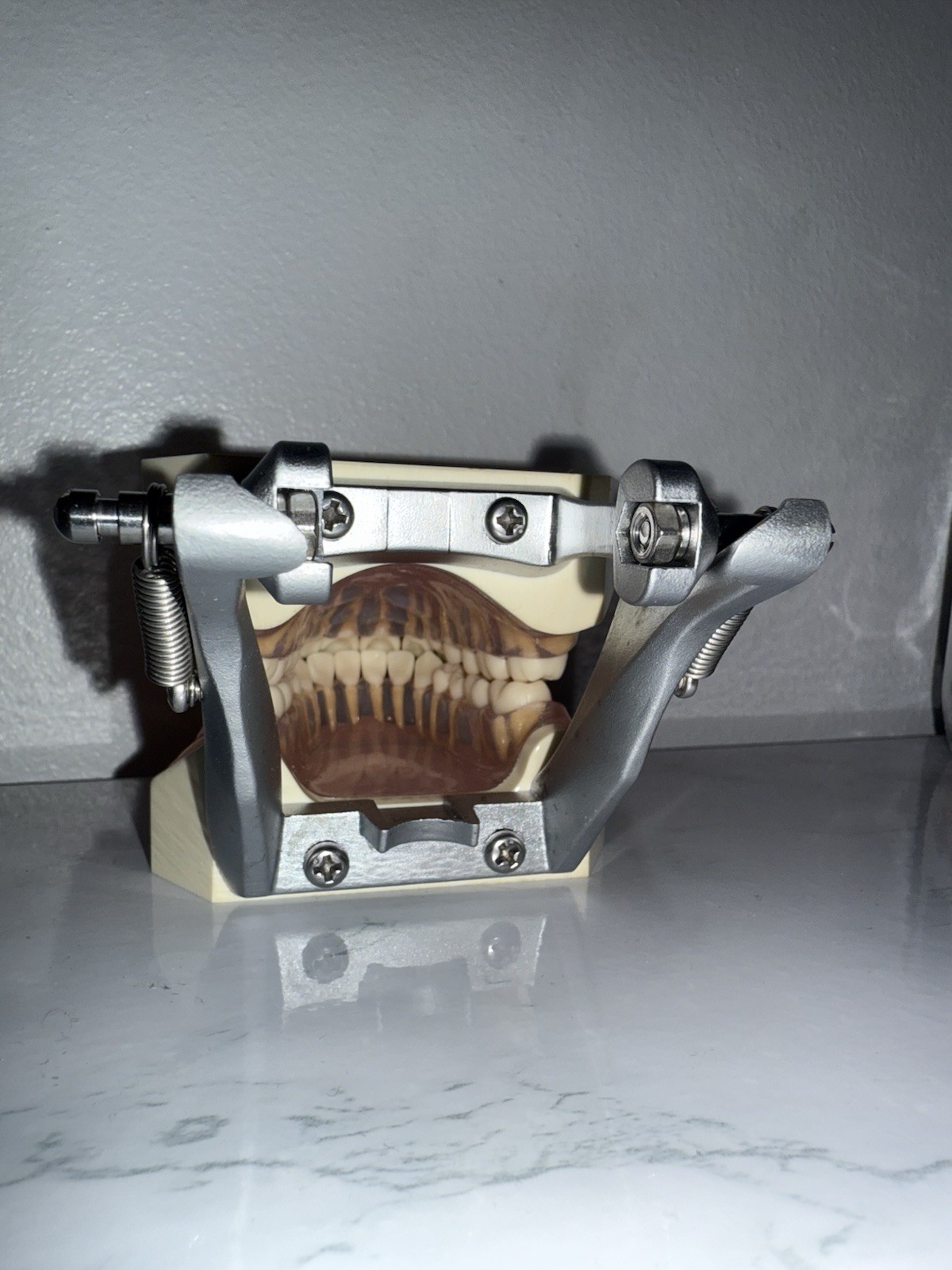 Nissin/Kilgore Dental Study Model Made In Japan PE-ANA001 – Can Remove Teeth
