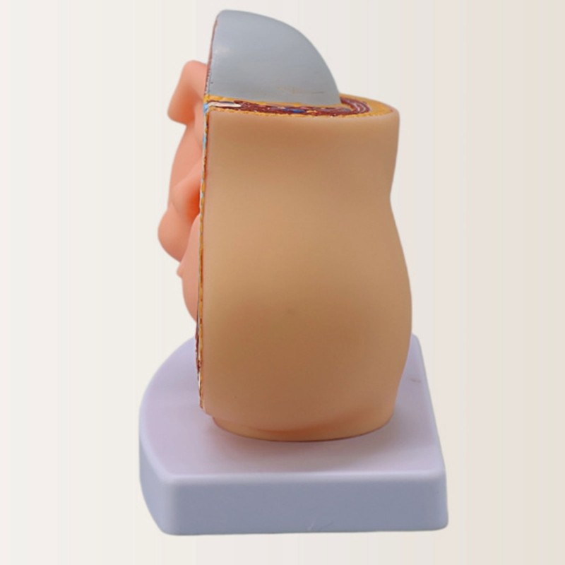 Pregnancy Fetal Development Model With Detachable Full Term Baby For Classroom
