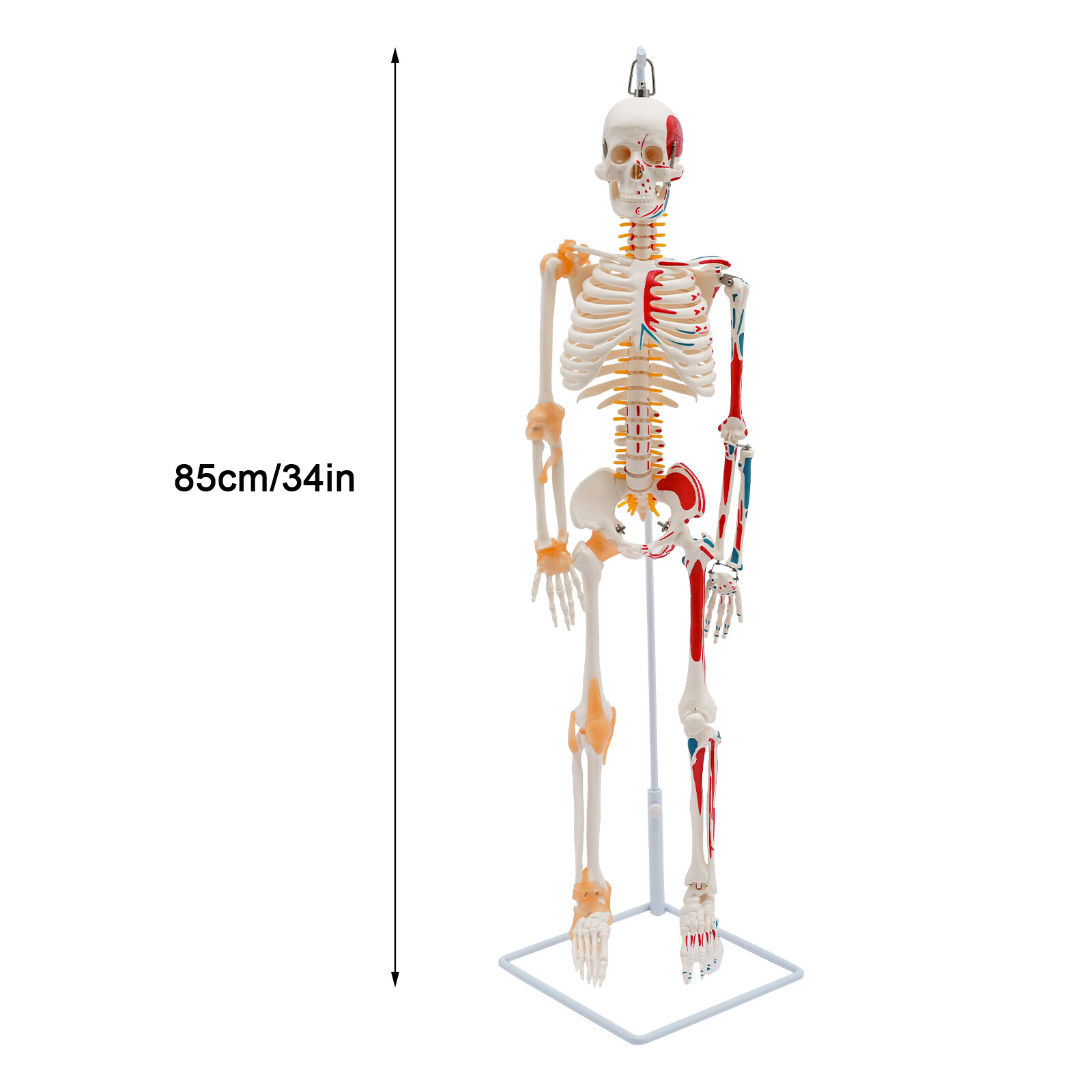 85cm Hanging Style Human Skeleton Model Includes Joint Ligaments For Doctor