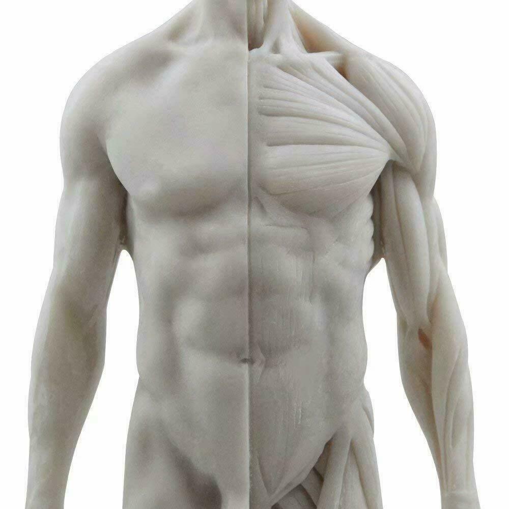 30cm Human Anatomical Model Art Anatomical Figure Male+Female White US STOCK