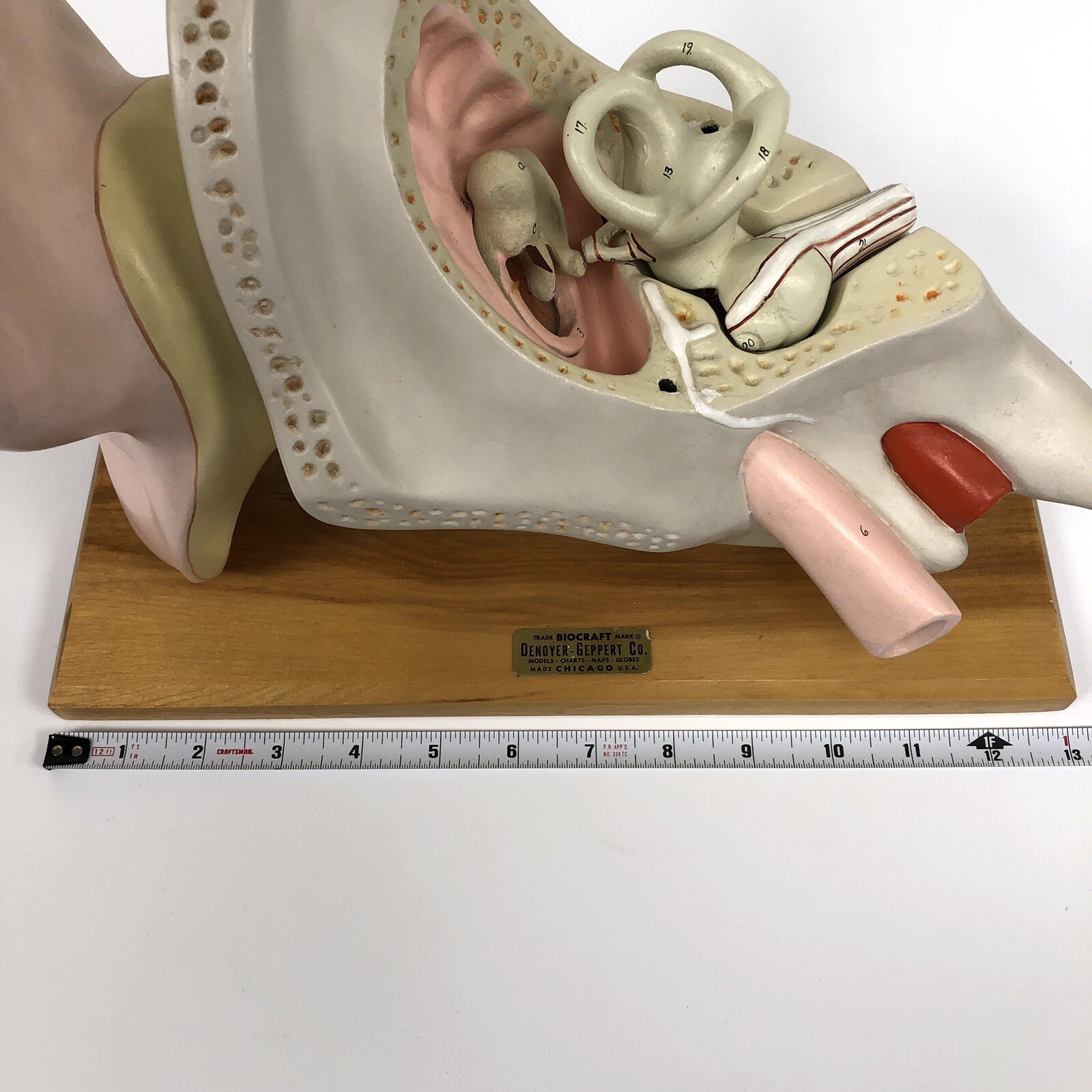 Denoyer Geppert Large Ear Anatomical Teaching Model 3-Part