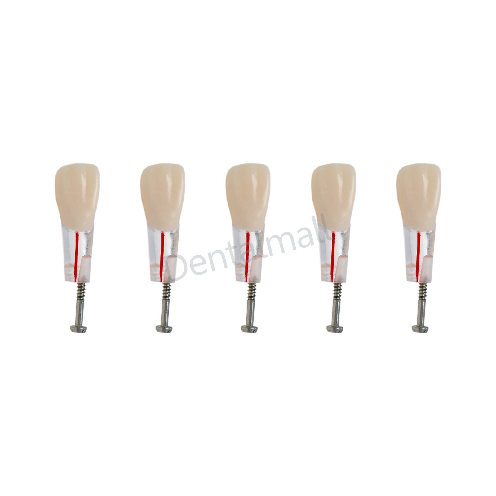 Dental Teeth Model Endo Root Canal Pulp Files Practise Blocks Fit NISSIN 200